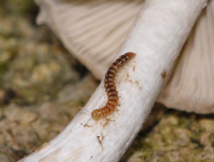 Piccola scolopendra? No. Diplopode